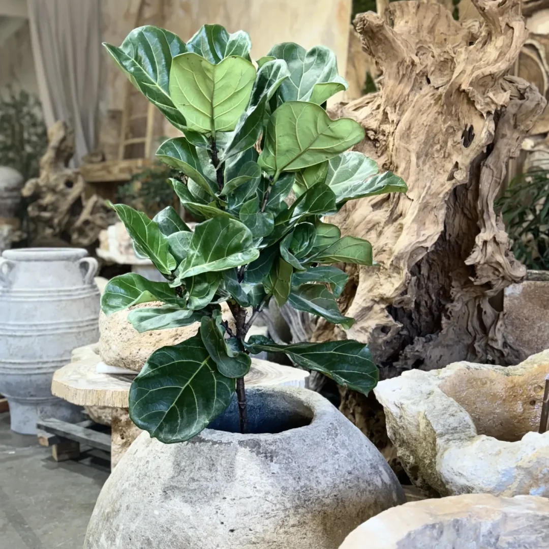 Pot 13_converted