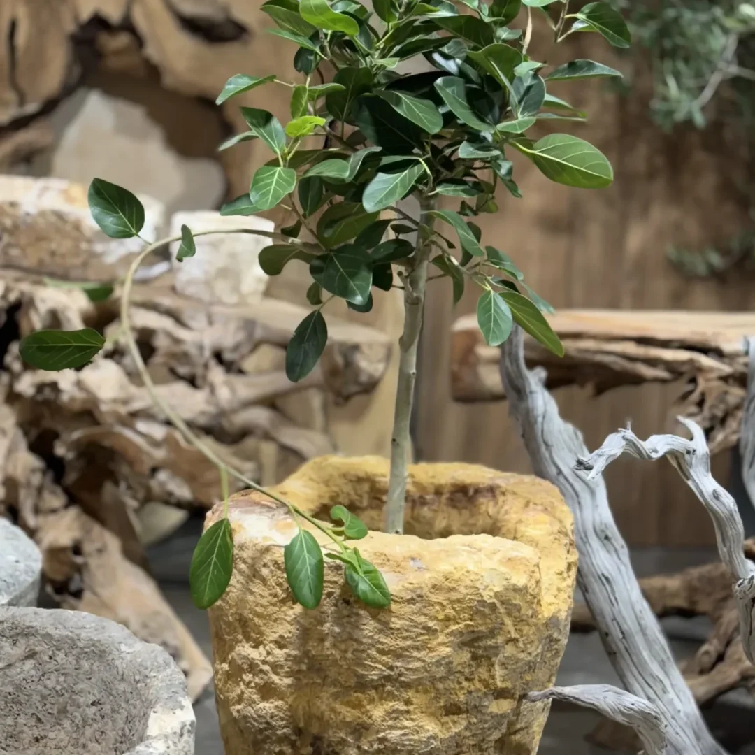 Pot-18